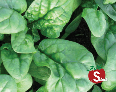 Bloomsdale Long Standing Spinach Seeds